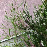 ドドナエアの育て方 植え付けや植え替えの時期は 剪定方法は Greensnap グリーンスナップ ドドナエアの育て方 植え付けや植え替えの時期は 剪定方法は Greensnap グリーンスナップ