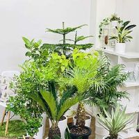 インドボダイジュの育て方 日当たりや水やりの加減は Greensnap グリーンスナップ インドボダイジュの育て方 日当たりや水やりの加減は Greensnap グリーンスナップ