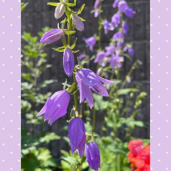 カンパニュラ ラプンクロイデスの投稿画像一覧 Greensnap グリーンスナップ