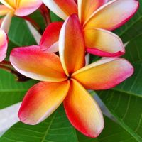 プルメリア,夏の花,花のある暮らし,植物のある暮らし,南国の花の画像