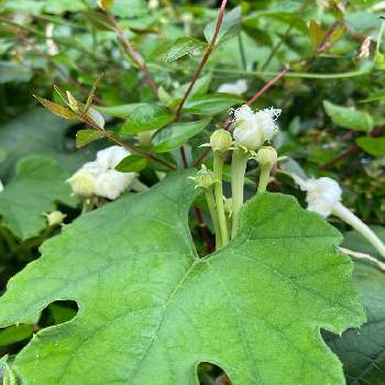 ウリ科の投稿画像一覧 Greensnap グリーンスナップ