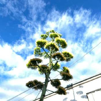  アオノリュウゼツラン の画像 by るぅさん | お出かけ先とアガベ属と アオノリュウゼツラン とアガベ AGAVEとアガベの花