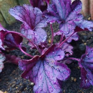 ヒューケラ,地植え,グランドカバー,カラーリーフ,多年草の画像