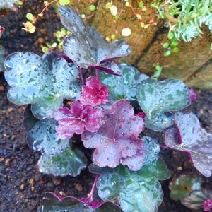 ヒューケラ,地植え,グランドカバー,カラーリーフ,多年草の画像