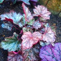 ヒューケラ,地植え,グランドカバー,カラーリーフ,多年草の画像