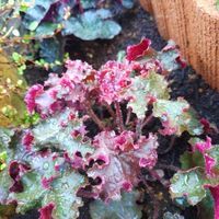 ヒューケラ,地植え,グランドカバー,カラーリーフ,多年草の画像