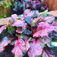 アジュガ,地植え,グランドカバー,カラーリーフ,多年草の画像