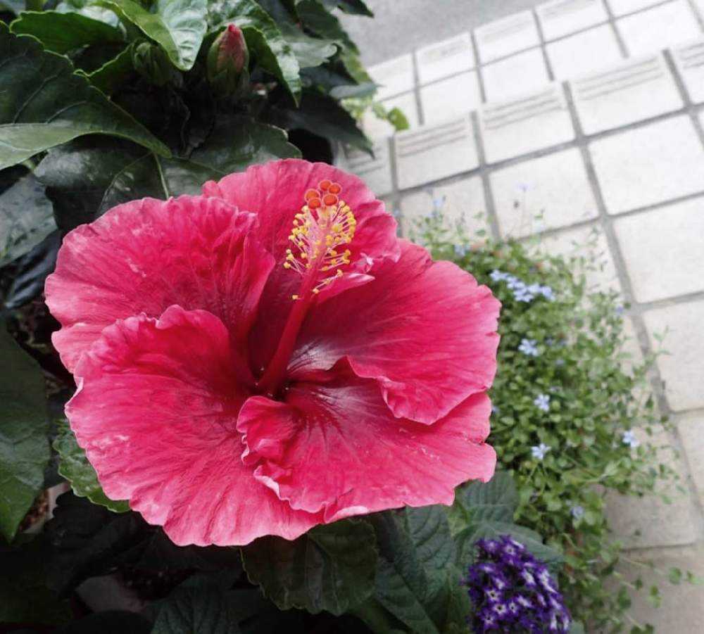 わが家のハイビスカス🌺｜🍀GreenSnap（グリーンスナップ）