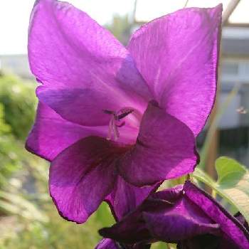 濃い紫色の画像 by syamunekoさん | 小さな庭とグラジオラスと山芋の葉とｷﾓｶﾜ倶楽部とｷｭﾋﾟ蔵と濃い紫色と球根と雑貨好き♡と猫大好き‼と紫色のお花とかわちいと球根大好きと「ダリア・グラジオラス」フォトコンテスト