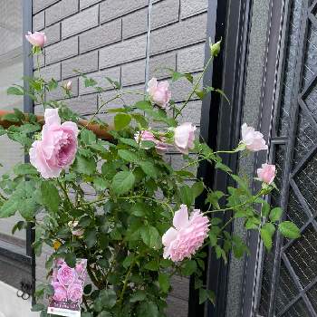 木立性 薔薇の投稿画像一覧 Greensnap グリーンスナップ