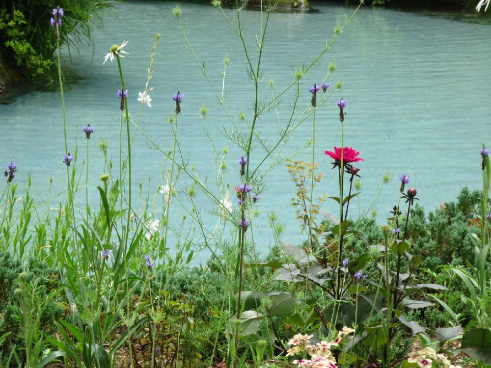 はじめての ラ カスタヒーリングガーデン 21 前編 Greensnap グリーンスナップ