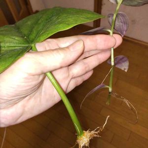 100均観葉植物, ウンベラータ,葉っぱ いいなぁ,部屋の画像