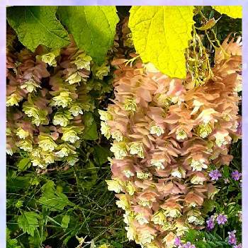 カシワバアジサイ♪の画像 by ミチコさん | お出かけ先と郵便局の花壇とカシワバアジサイ♪とメキシコハナヤナギ♪