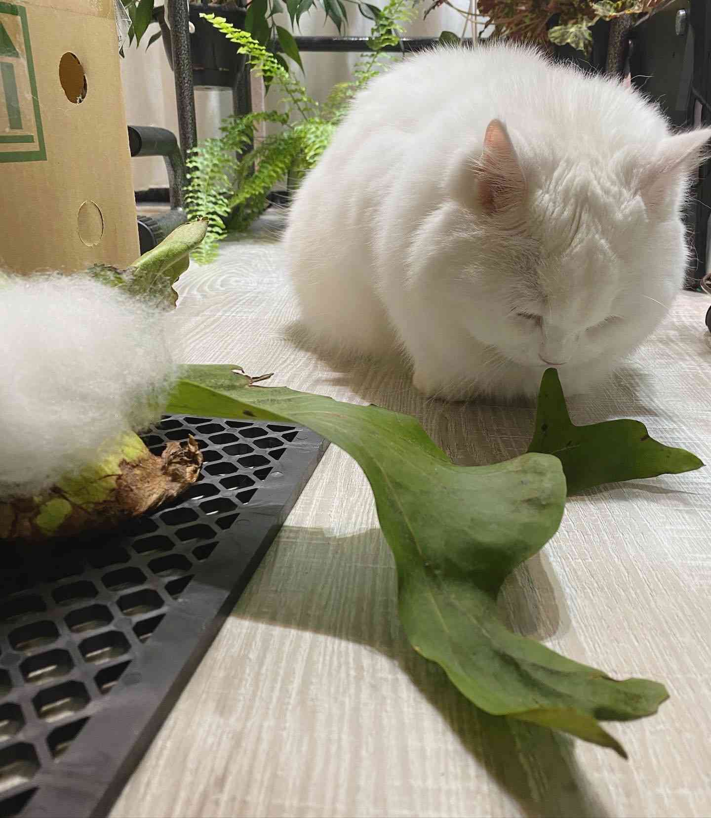 ビカクシダ ワリチー｜🍀GreenSnap（グリーンスナップ）