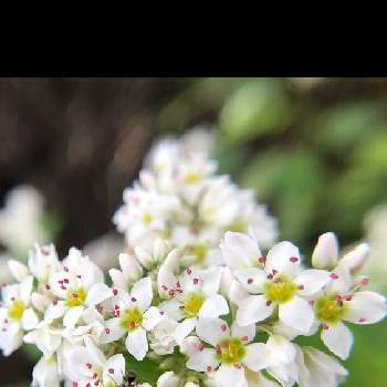 蕎麦の花の投稿画像一覧 Greensnap グリーンスナップ
