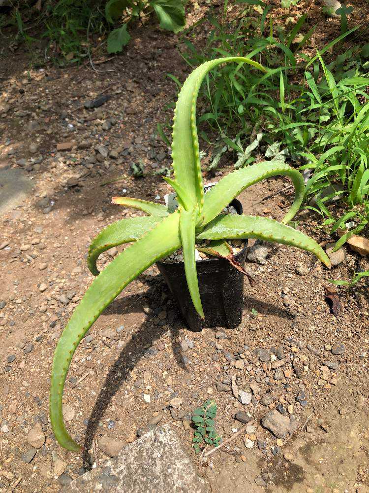 ※引き取り限定＊ 特大株‼︎‼︎ アロエバンバレニー バンバレニー、茹で上がった🦀🐙 4枚目が10月。 #aloe