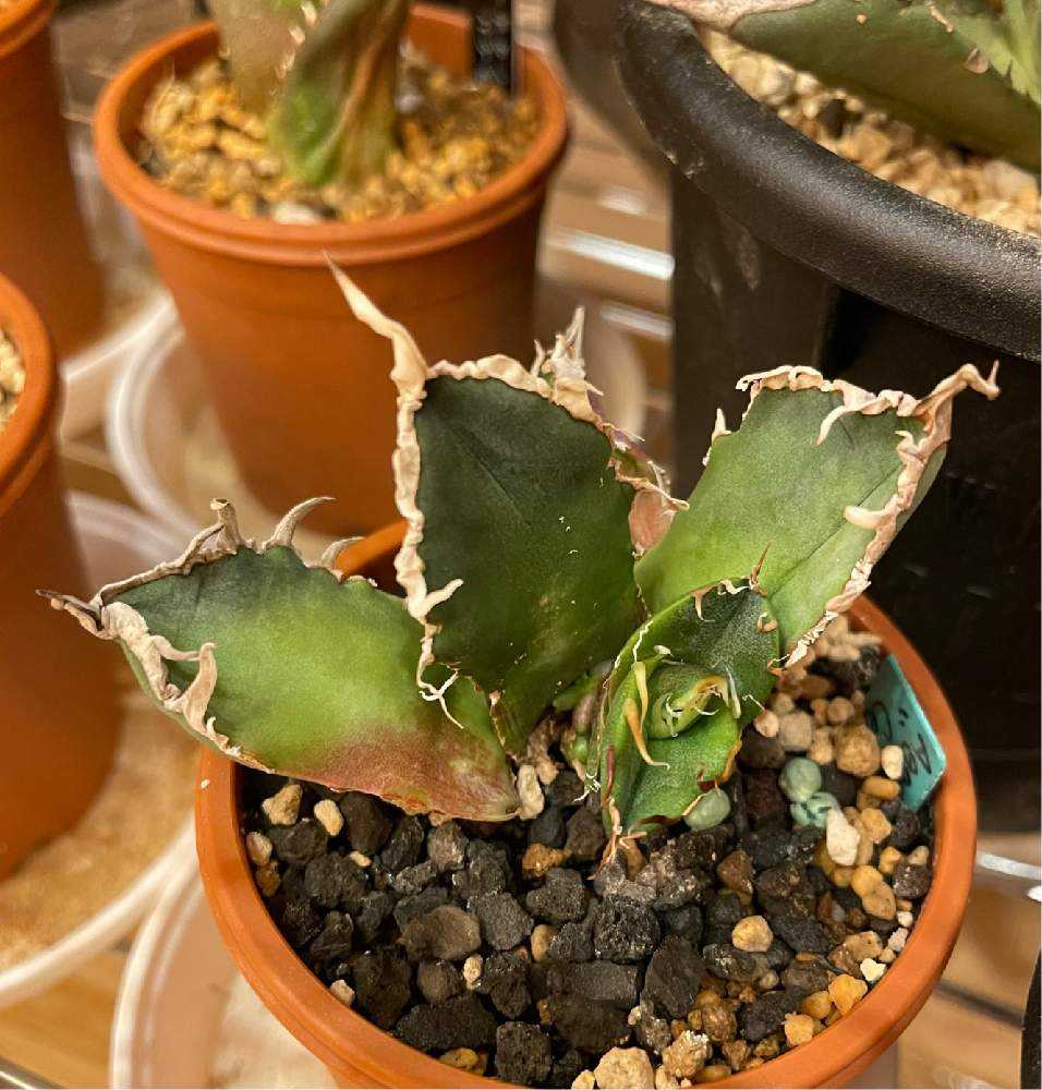 チタノタ シーザー 子株 発根済み アガベ