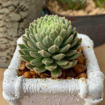 セリア鉢の投稿画像一覧 Greensnap グリーンスナップ