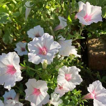 お花は、癒しだ〜〜♡の画像 by モネさん | 小さな庭とタフチュニア　シルバーベリーと暑い！といつもありがとう♡とお花は、癒しだ〜〜♡と庭は癒しとはなのある暮らしと淡い色合いとほんのりピンク