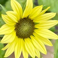 ひまわり,ヒマワリ イタリアンホワイト,ビタミンカラー,黄色い花,いつもありがとう♡の画像