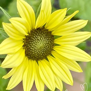 ひまわり,ヒマワリ イタリアンホワイト,ビタミンカラー,黄色い花,いつもありがとう♡の画像