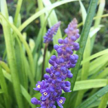 サマームスカリの画像 by ミッキーさん | ヤブランと植物のある暮らしと庭の花とサマームスカリと植物っていいねと紫色の花と花っていいねと今日の一枚と癒し…♡と繋がりに感謝✨