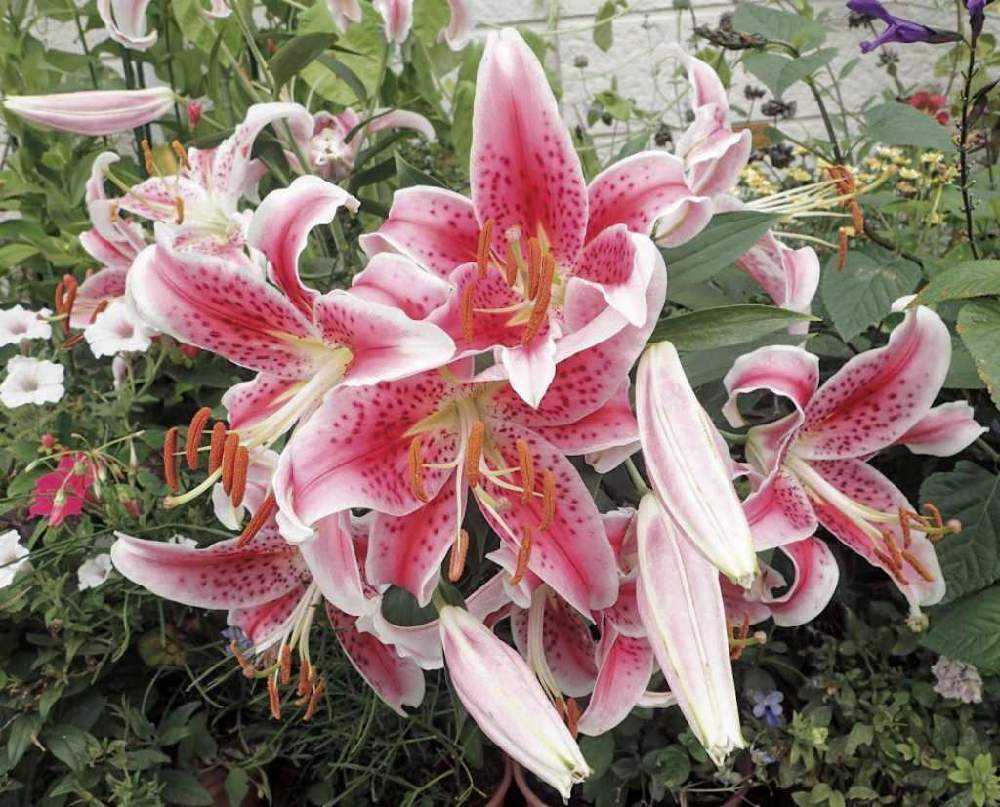 ユリの種子　標本 国華園オンラインショップ / 原種ユリ 球根 黄鹿の子ユリ