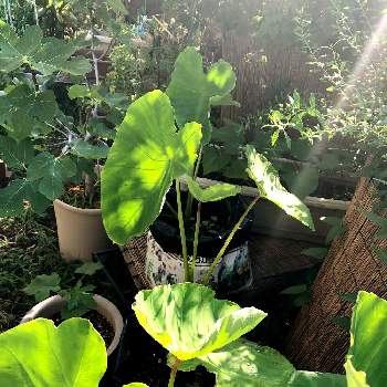 里芋の葉っぱの投稿画像一覧 Greensnap グリーンスナップ