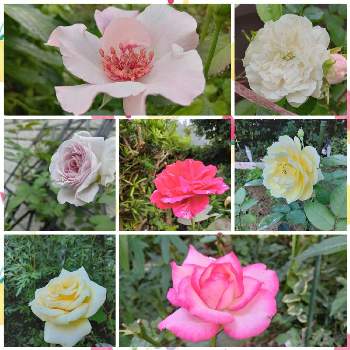 薔薇 デンティベス♪の画像 by ひよたろさん | ねこと緑のある暮らしと庭の薔薇♪と薔薇 デンティベス♪と薔薇 レイニーブルー♪と薔薇イルミナーレ♪と薔薇セント・パトリック♪とミニ薔薇　グリーンアイスと薔薇 ニコール♪