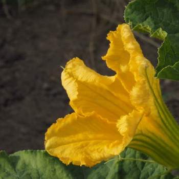 カボチャ の花の投稿画像一覧 Greensnap グリーンスナップ