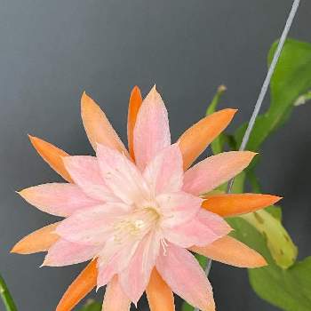 クジャクサボテン エピフィルム アングリガー ロングカット Www Uppmesp Com Br