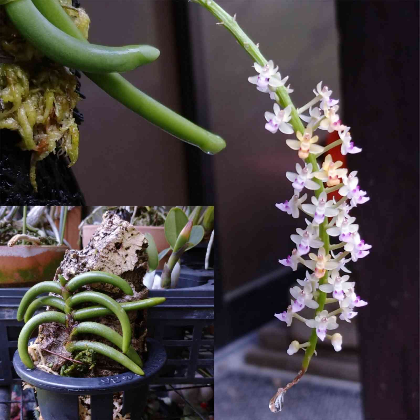クレイソストマ アリエティナムの一覧|🍀GreenSnap(グリーン クレイソストマ アリエティナムの一覧|🍀GreenSnap(グリーン