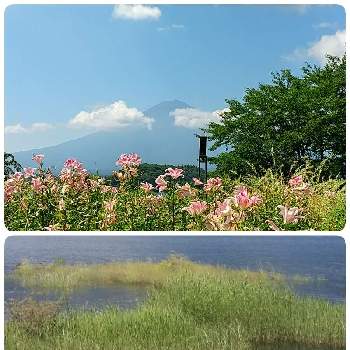 河口湖大石公園の投稿画像一覧 Greensnap グリーンスナップ