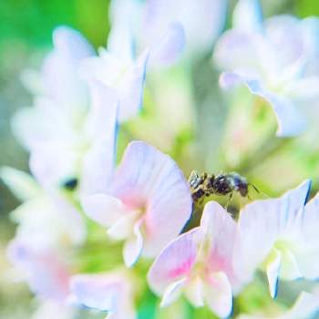 白詰草（クローバー）の画像 by やさしささん | 小さな庭と白詰草（クローバー）と小さいと白い花と花のある暮らしとみどりのある暮らし