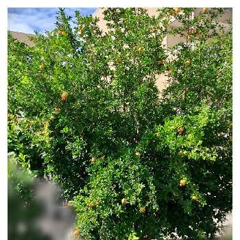 ザクロの木の投稿画像一覧 Greensnap グリーンスナップ