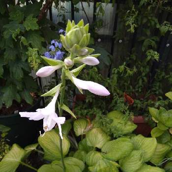 キボウシ（擬宝珠）の画像 by リナリアさん | 小さな庭とギボウシとホスタ　ギボウシと鉢植えとキボウシ（擬宝珠）と白い花と斑入り葉と薄紫の花