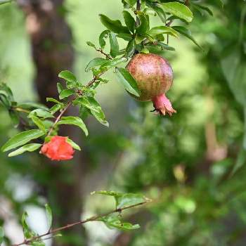 ザクロの花の投稿画像一覧 Greensnap グリーンスナップ