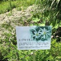 エーデルワイスの育て方 種の植え付け方は 鉢植えでも栽培できる Greensnap グリーンスナップ