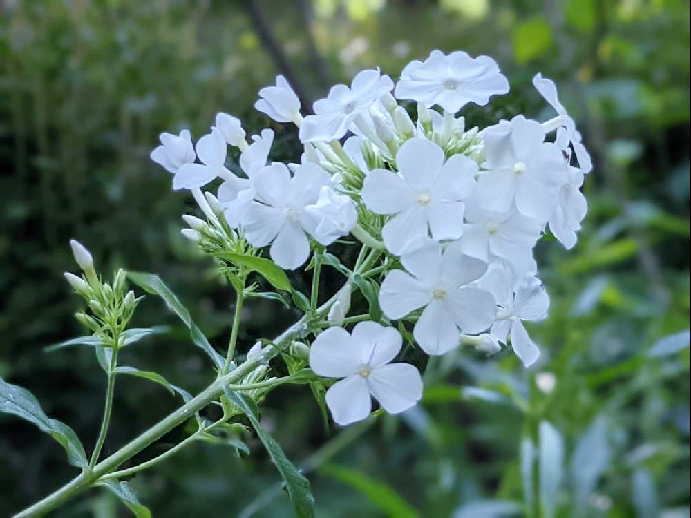 広い庭の画像 by 秋草さん | 広い庭とフロックスと白い花シリーズ❣️と花壇の花✽と白・しろ・ホワイトと白い花と白い花マニアとフロックス✽