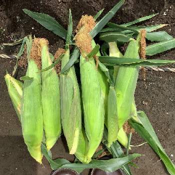 トウモロコシの投稿画像一覧 Greensnap グリーンスナップ