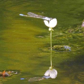 水草 オオカナダモの花の投稿画像一覧 Greensnap グリーンスナップ