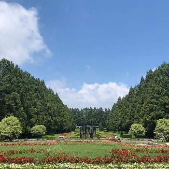 相模原公園の投稿画像一覧 Greensnap グリーンスナップ