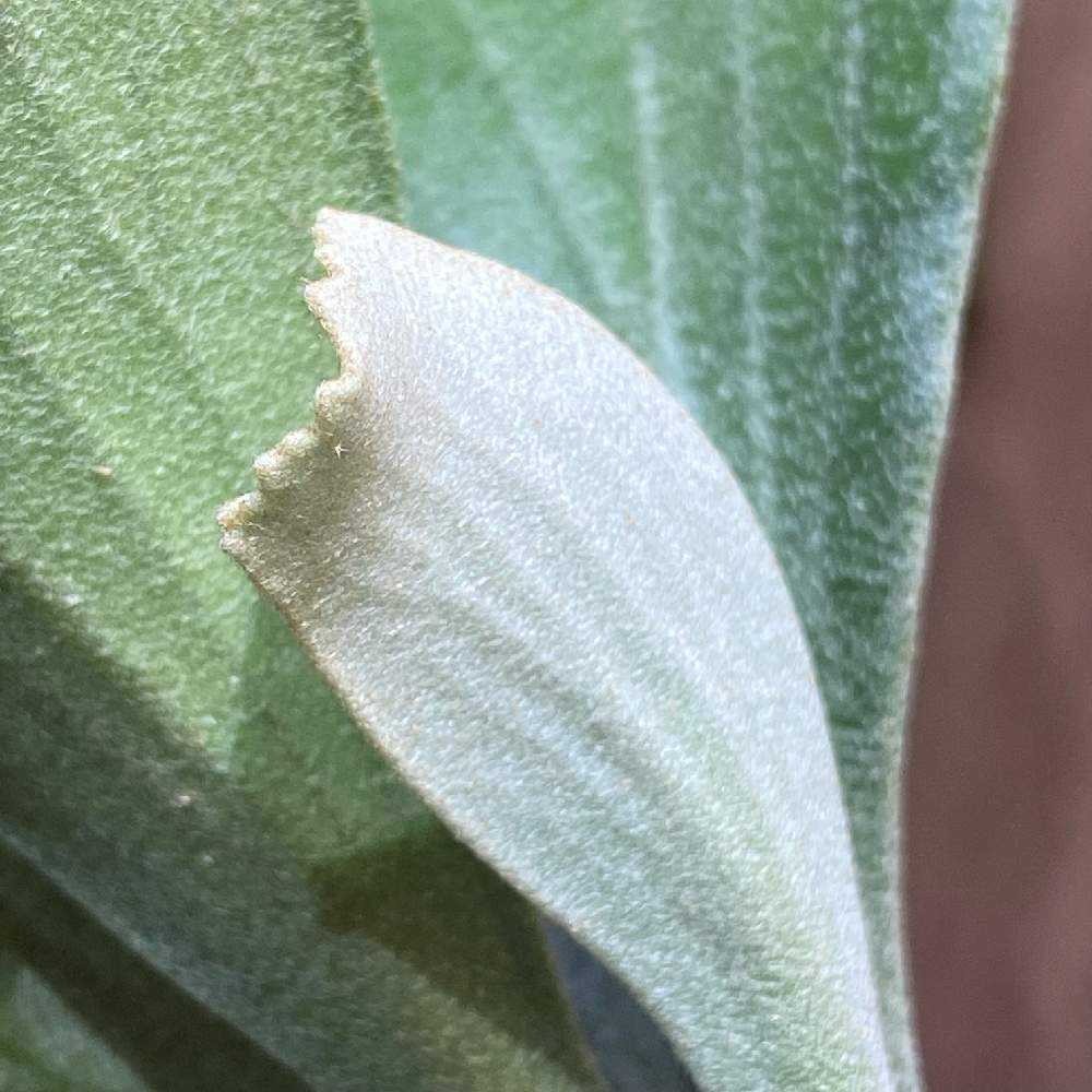 P. 'Nokogiri' spore 成長記録 2024.4.6｜🍀GreenSnap（グリーン