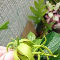 イランイランの育て方 鉢植えや水やりの方法は 冬は越せる Greensnap グリーンスナップ イランイランの育て方 鉢植えや水やりの方法は 冬は越せる Greensnap グリーンスナップ