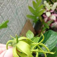 イランイランの育て方 鉢植えや水やりの方法は 冬は越せる Greensnap グリーンスナップ