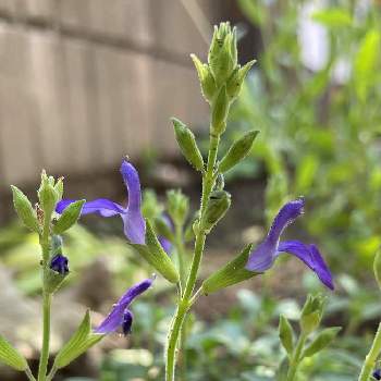 宿根サルビアブルーノートの投稿画像一覧 Greensnap グリーンスナップ