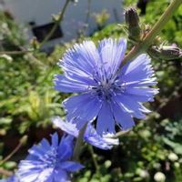 チコリの育て方 ハーブやエディブルフラワーとしても栽培できる Greensnap グリーンスナップ