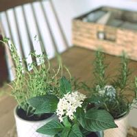 レモンタイムの育て方 日当たり加減や種まきの時期は Greensnap グリーンスナップ レモンタイムの育て方 日当たり加減や種まきの時期は Greensnap グリーンスナップ