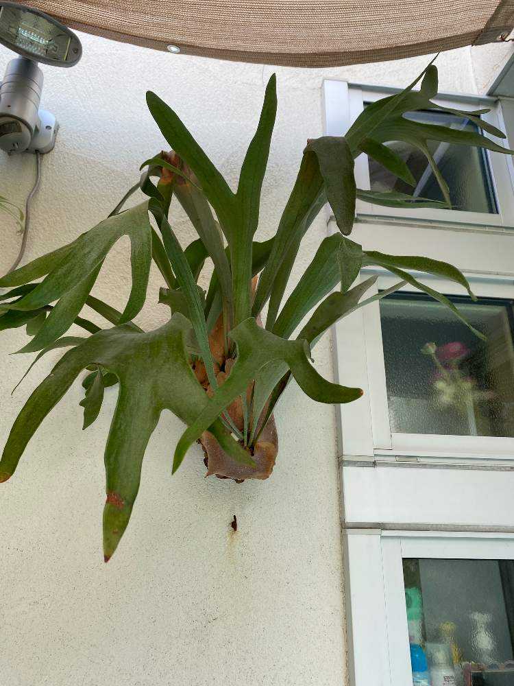 OC株 veitchii cv.pedro Tatsuta ペドロ28ビカクシダ 2株OC veitchii