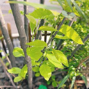 虫対策の投稿画像一覧 Greensnap グリーンスナップ